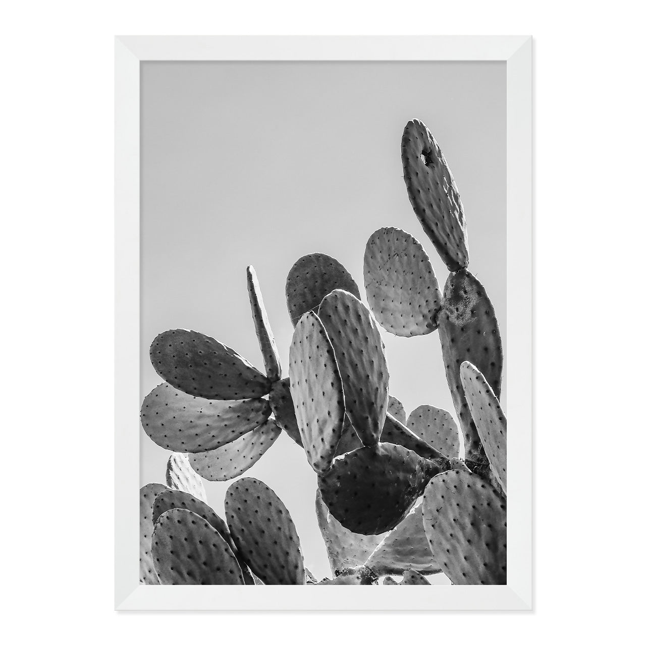 Black & White Cactus Photo Print A3 White Frame