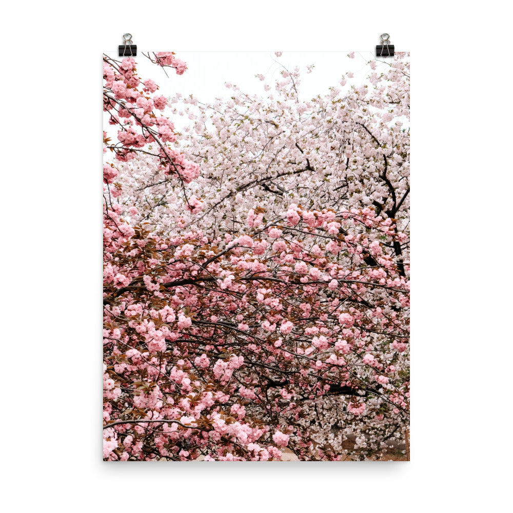 Cherry Blossoms Photo Print