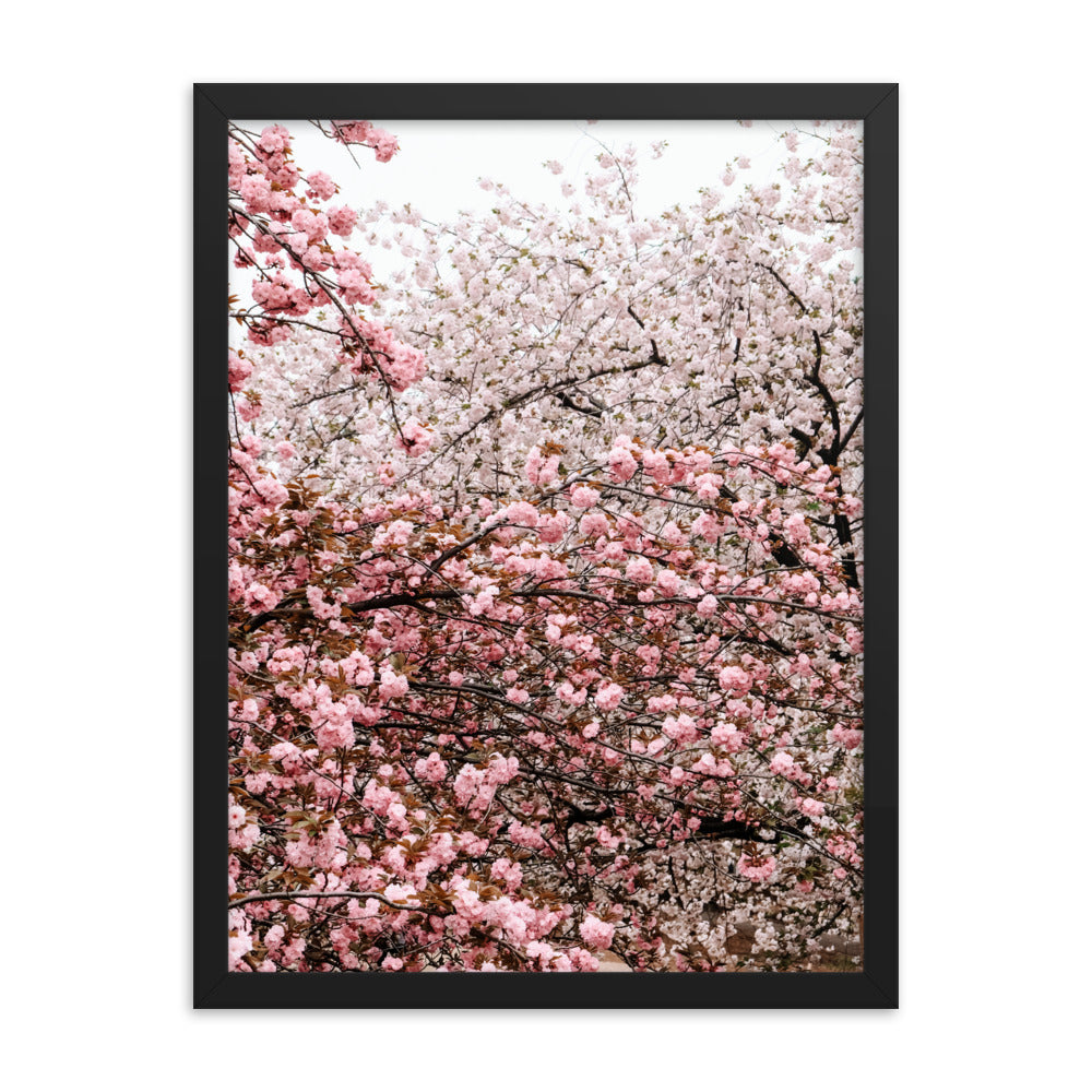 Cherry Blossoms Photo Print A2 Black Frame