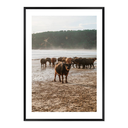 Framed photograph of a group of buffaflo on a beach with a natural wood frame.