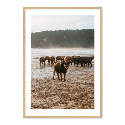 Framed photograph of a group of buffaflo on a beach with a natural wood frame.