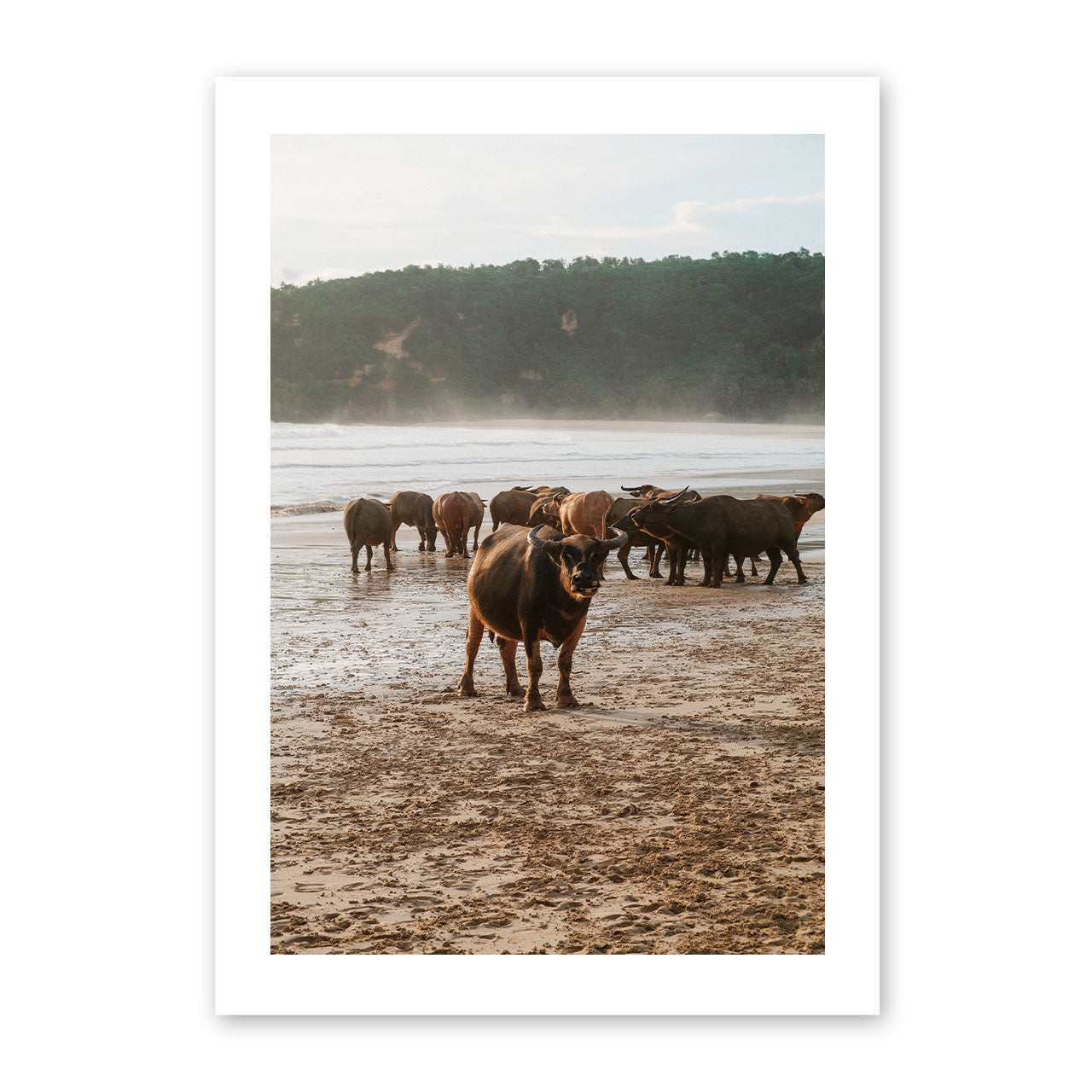 Framed photograph of a group of buffaflo on a beach.