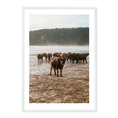 Framed photograph of a group of buffaflo on a beach with a natural wood frame.