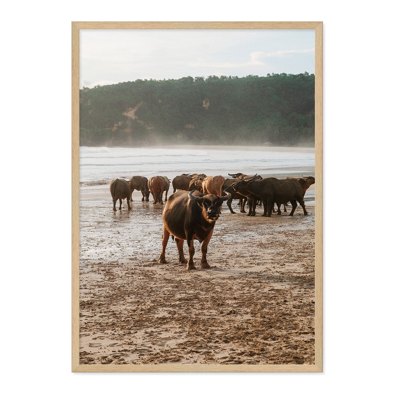 Framed photograph of a group of buffaflo on a beach with a natural wood frame.