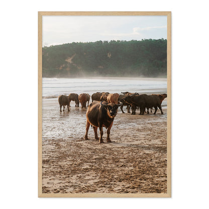Framed photograph of a group of buffaflo on a beach with a natural wood frame.