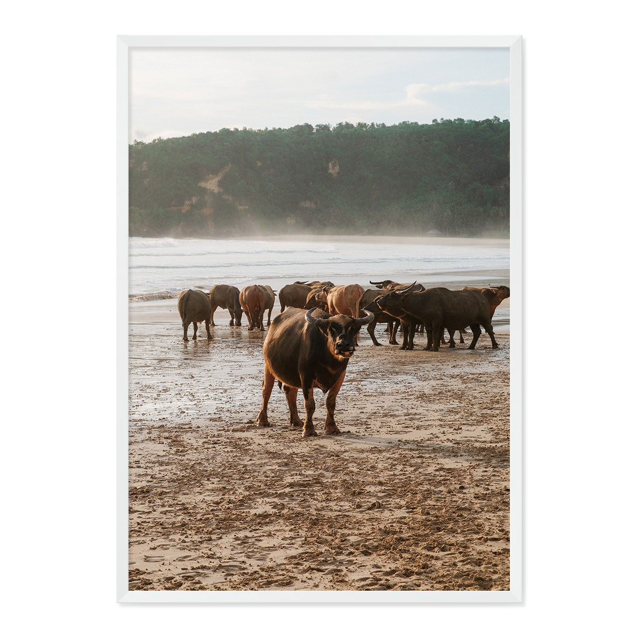 Framed photograph of a group of buffaflo on a beach with a natural wood frame.