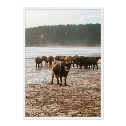 Framed photograph of a group of buffaflo on a beach with a natural wood frame.