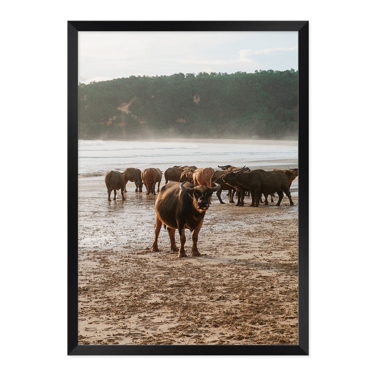 Framed photograph of a group of buffaflo on a beach with a natural wood frame.