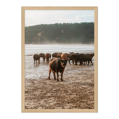 Framed photograph of a group of buffaflo on a beach with a natural wood frame.