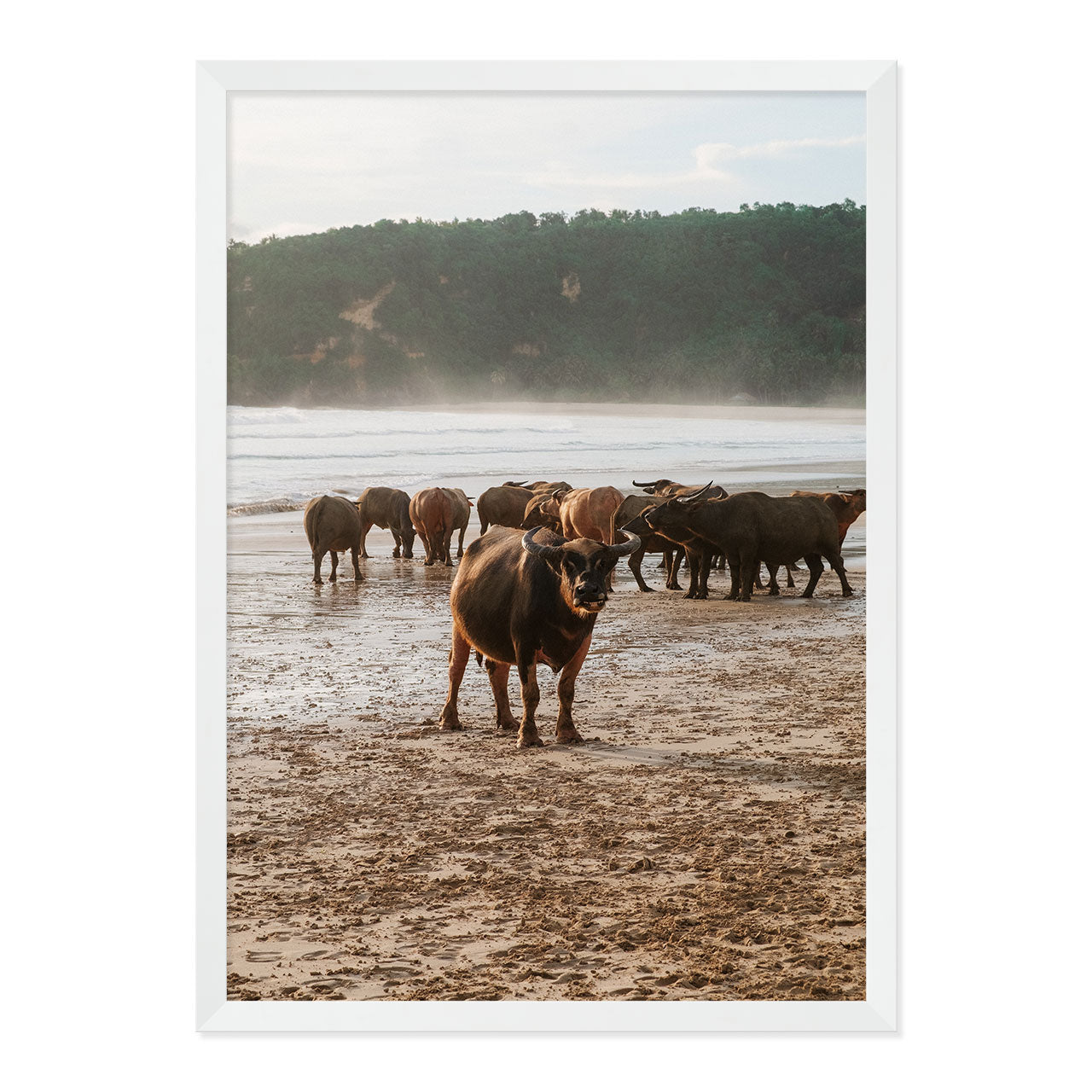 Framed photograph of a group of buffaflo on a beach with a natural wood frame.