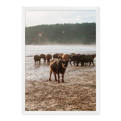 Framed photograph of a group of buffaflo on a beach with a natural wood frame.