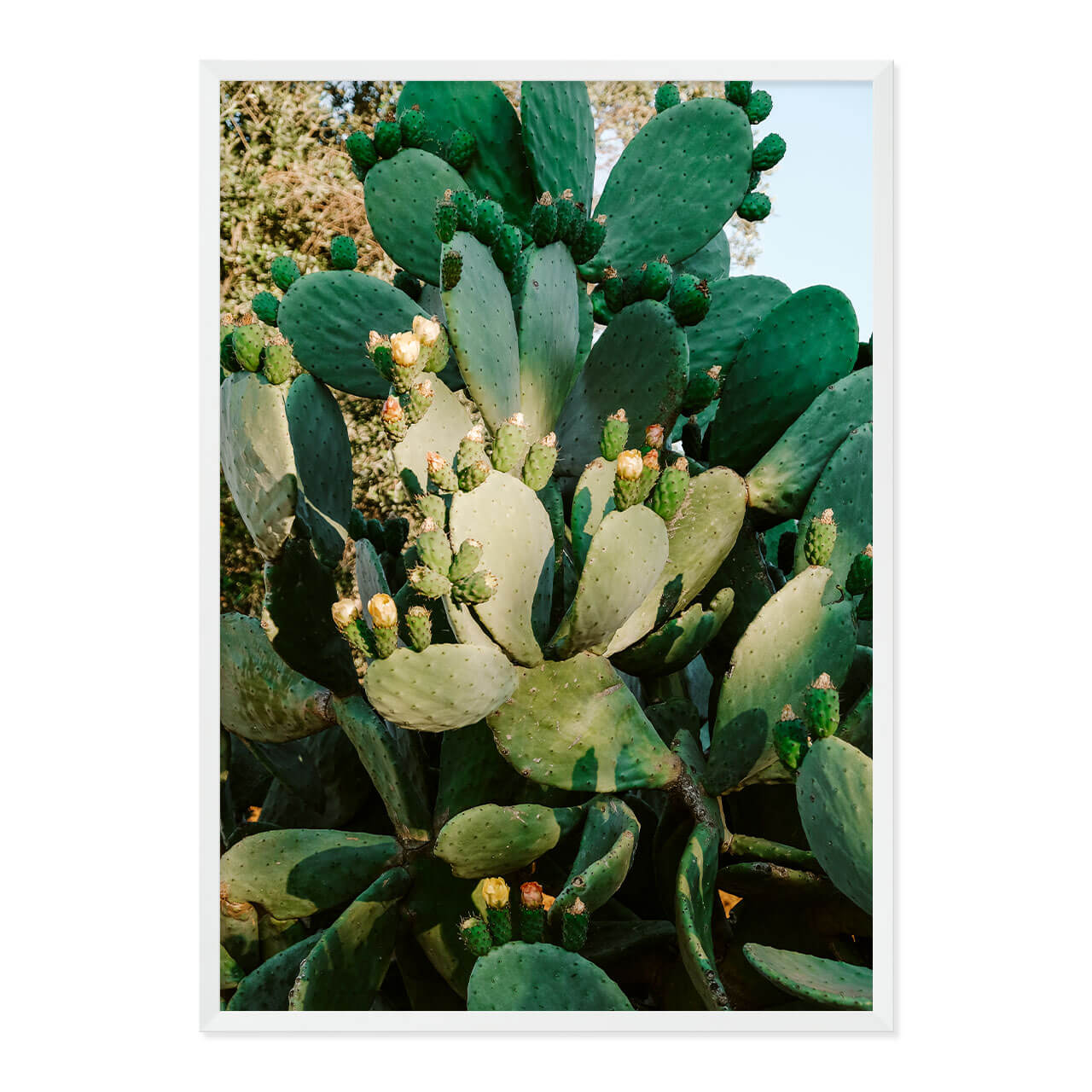 Cactus in Bloom Print