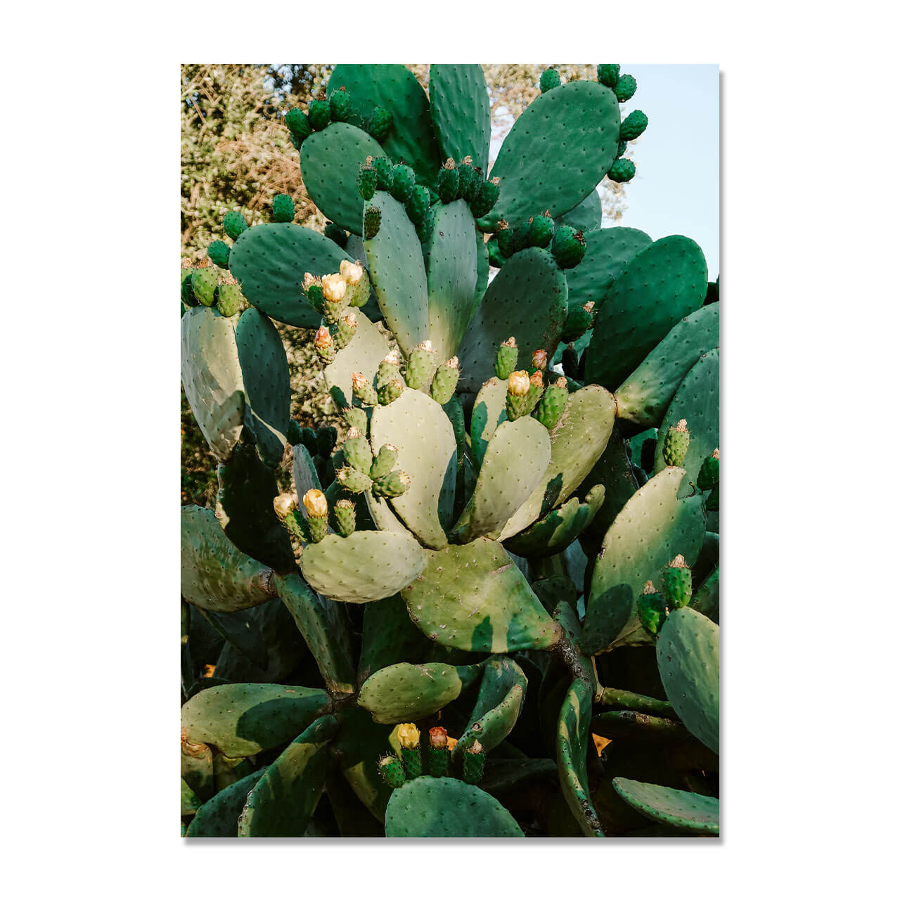 Cactus in Bloom Print