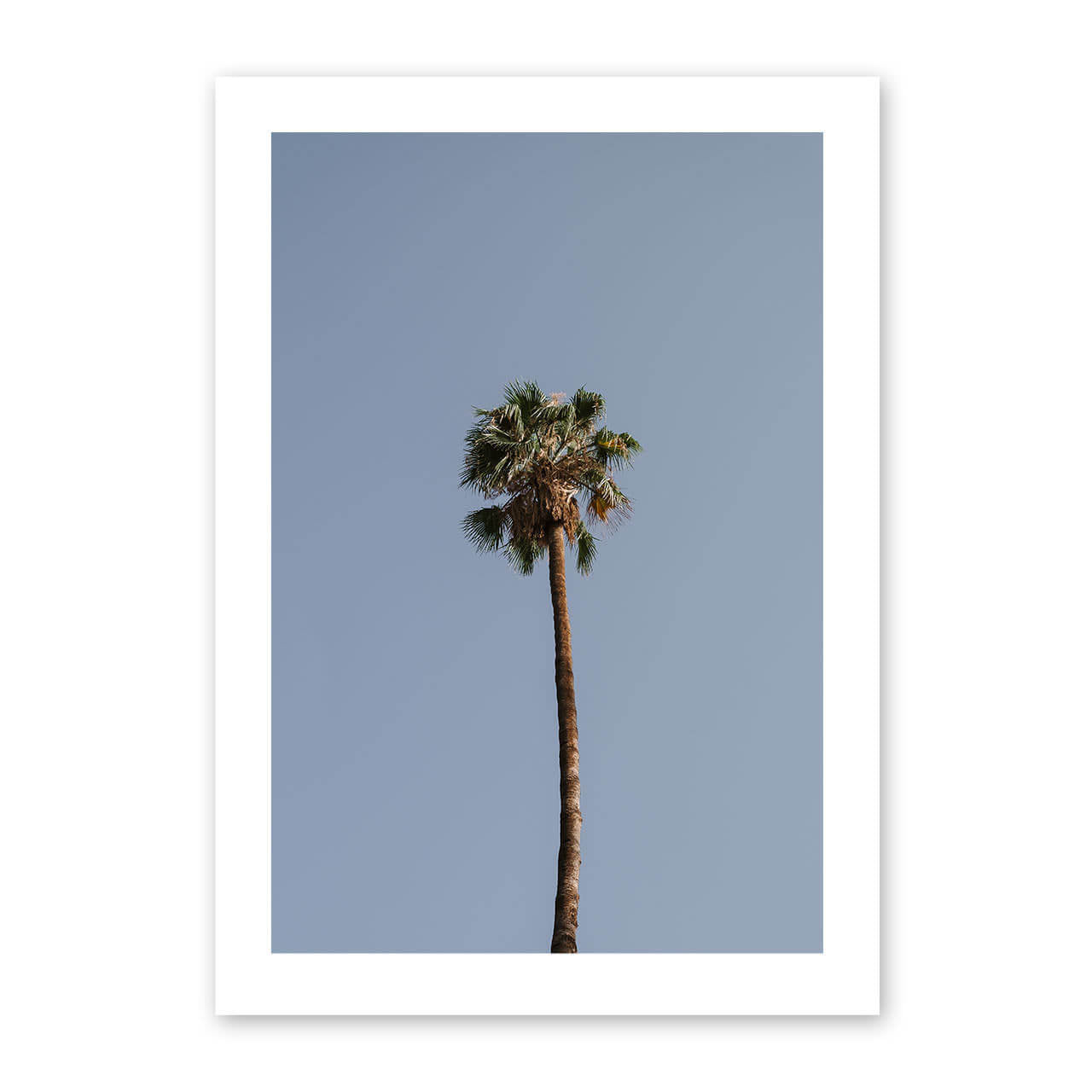 Palm Tree Print