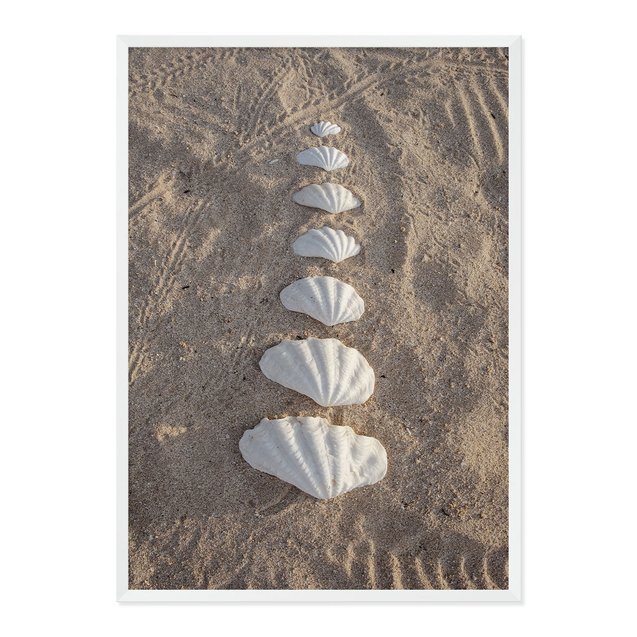 Framed photograph of seashells arranged in a line on sand