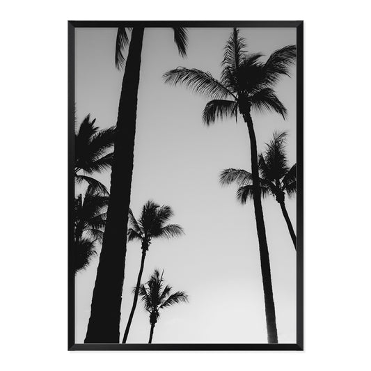 Black & White Palm Photo Print A1 Black Frame