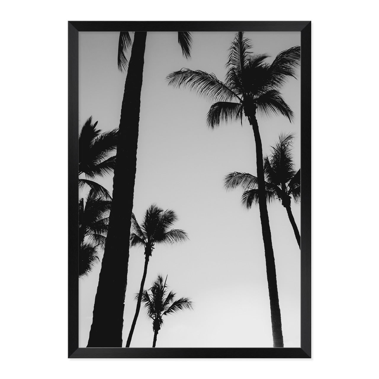 Black & White Palm Photo Print A2 Black Frame