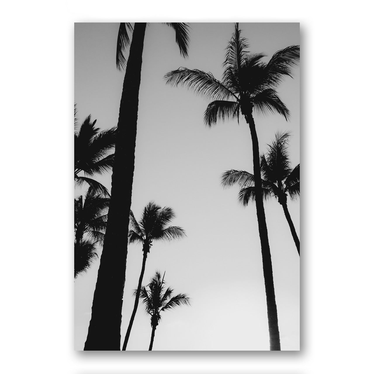 Black & White Palm Photo Print