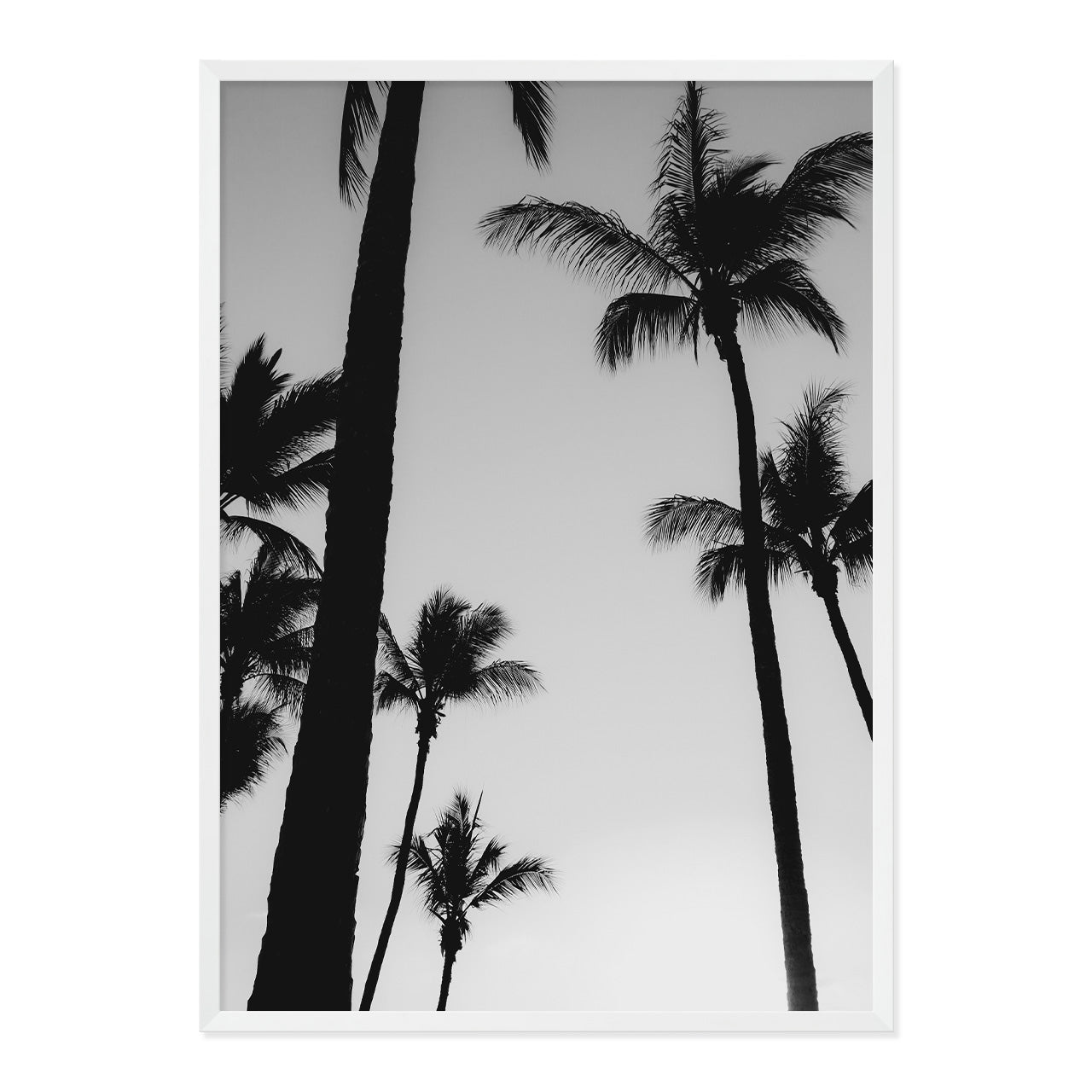 Black & White Palm Photo Print A1 White Frame