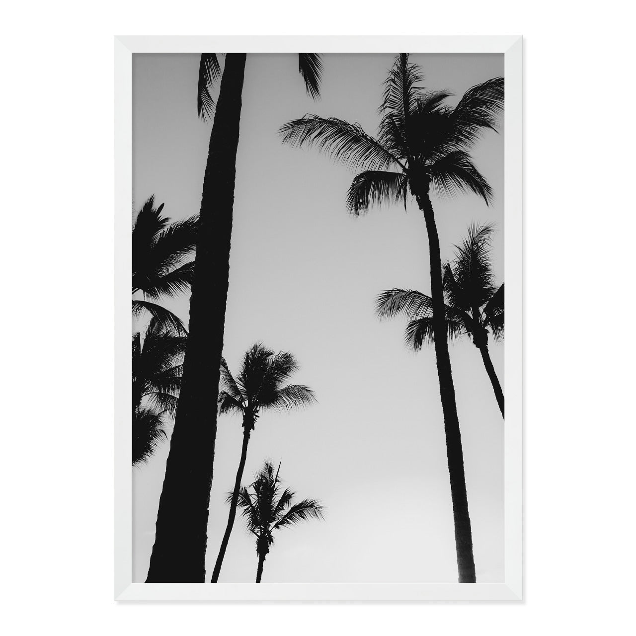 Black & White Palm Photo Print A2 White Frame