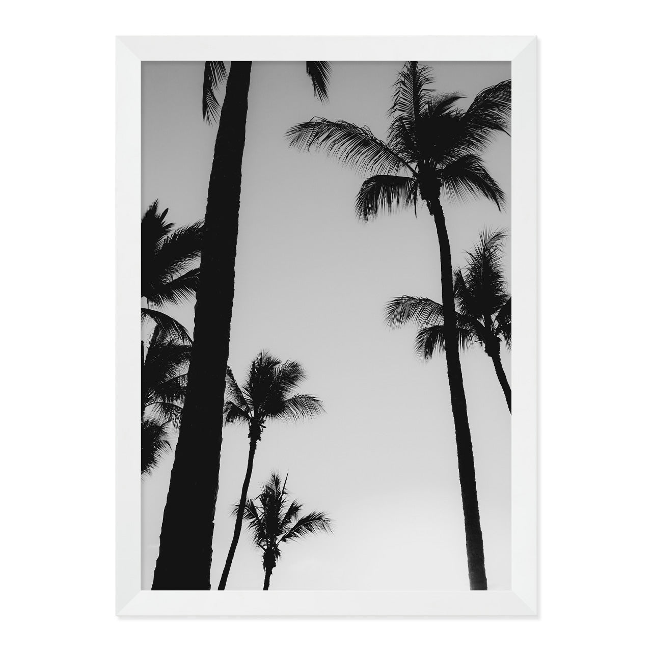 Black & White Palm Photo Print A3 White Frame