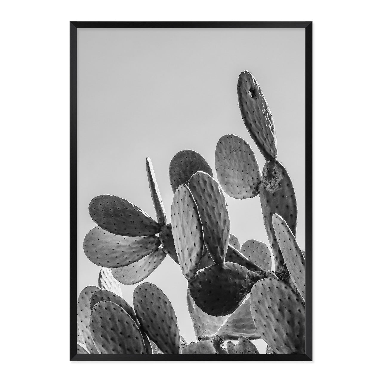 Black & White Cactus Photo Print A1 Black Frame