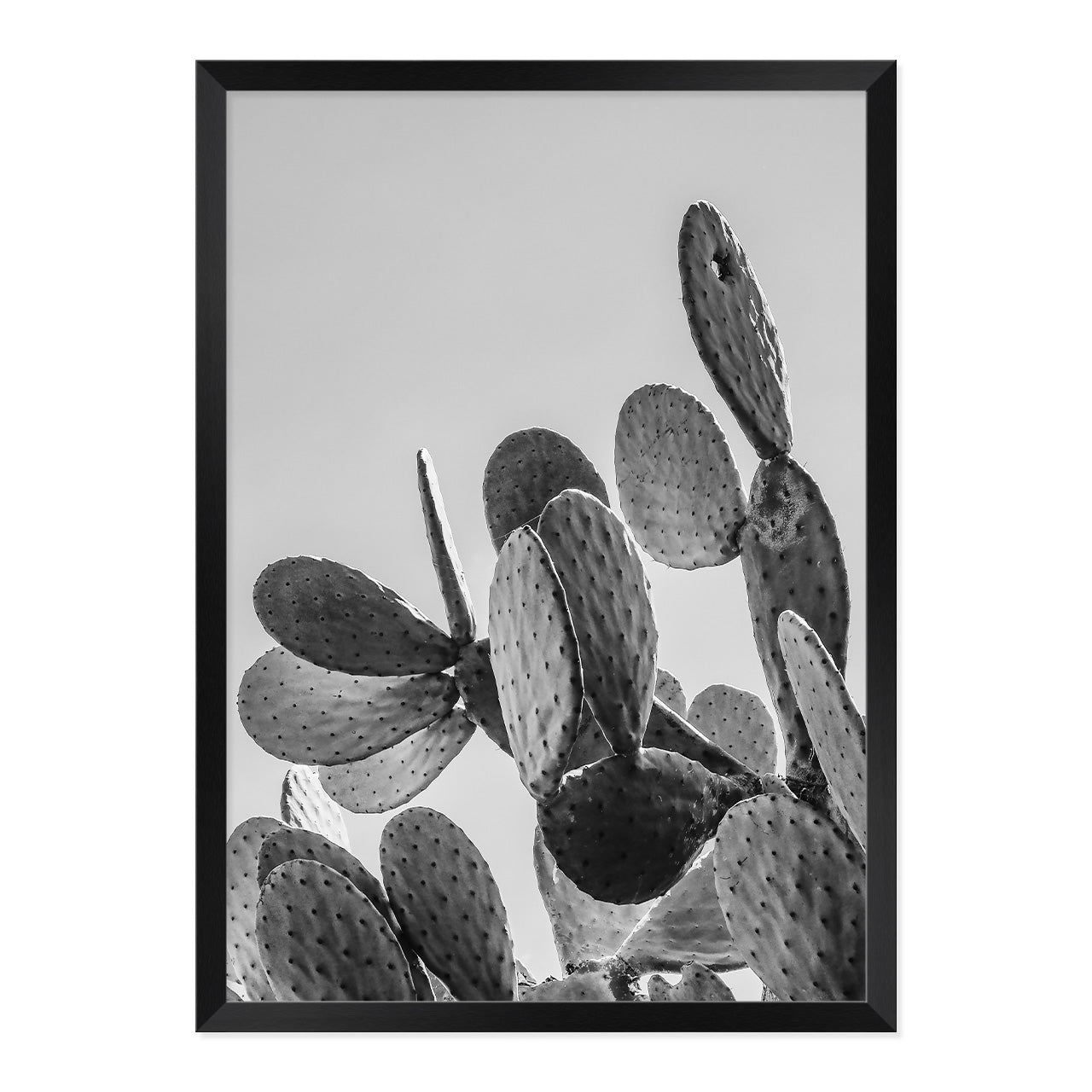 Black & White Cactus Photo Print A2 Black Frame