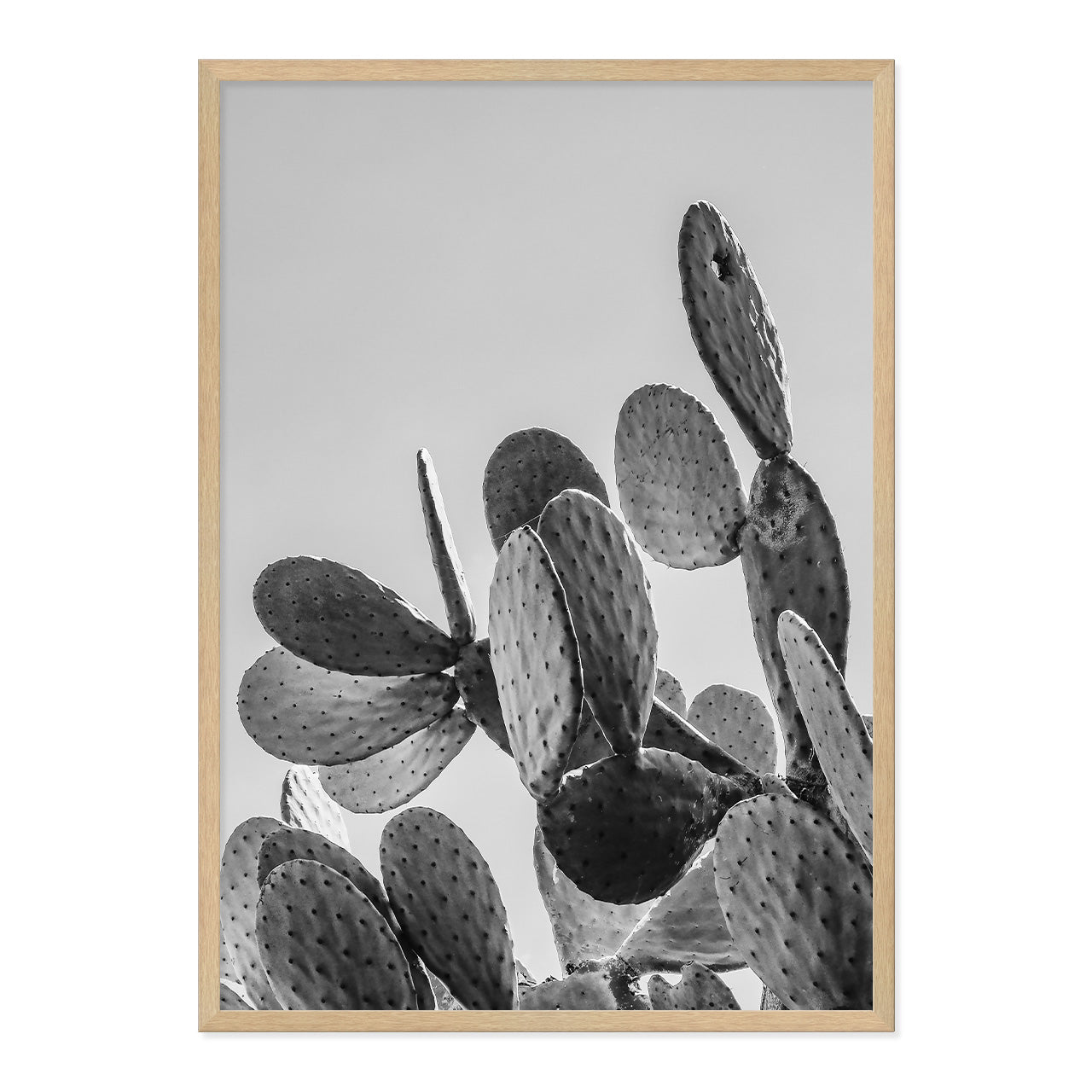 Black & White Cactus Photo Print A1 Natural Timber Frame