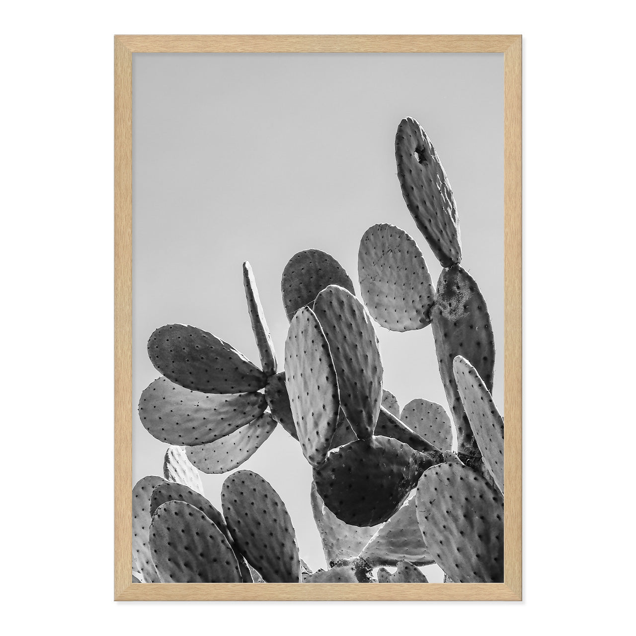 Black & White Cactus Photo Print A2 Natural Timber Frame