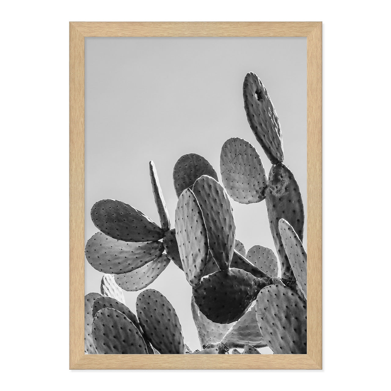 Black & White Cactus Photo Print A3 Natural Timber Frame