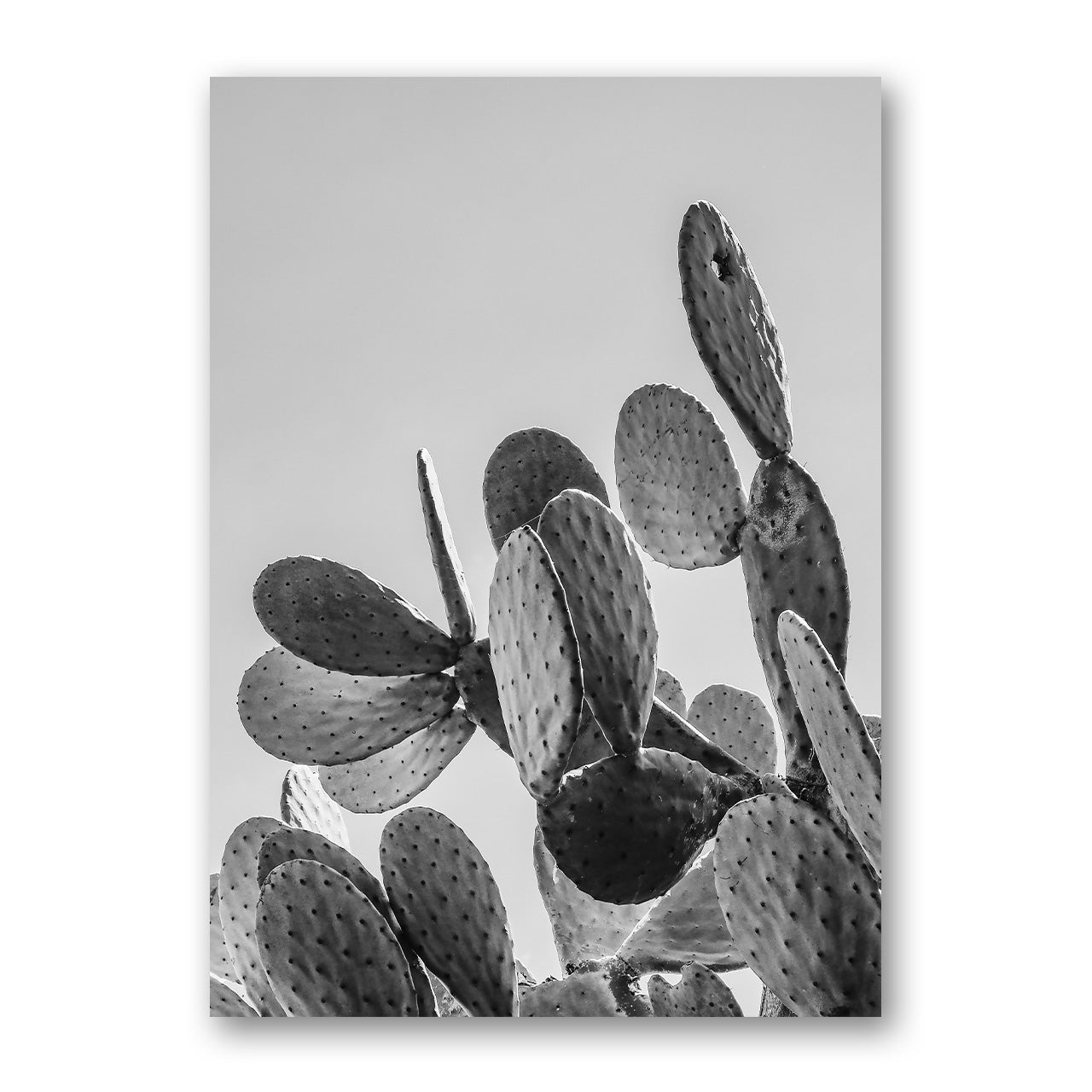 Black & White Cactus Photo Print
