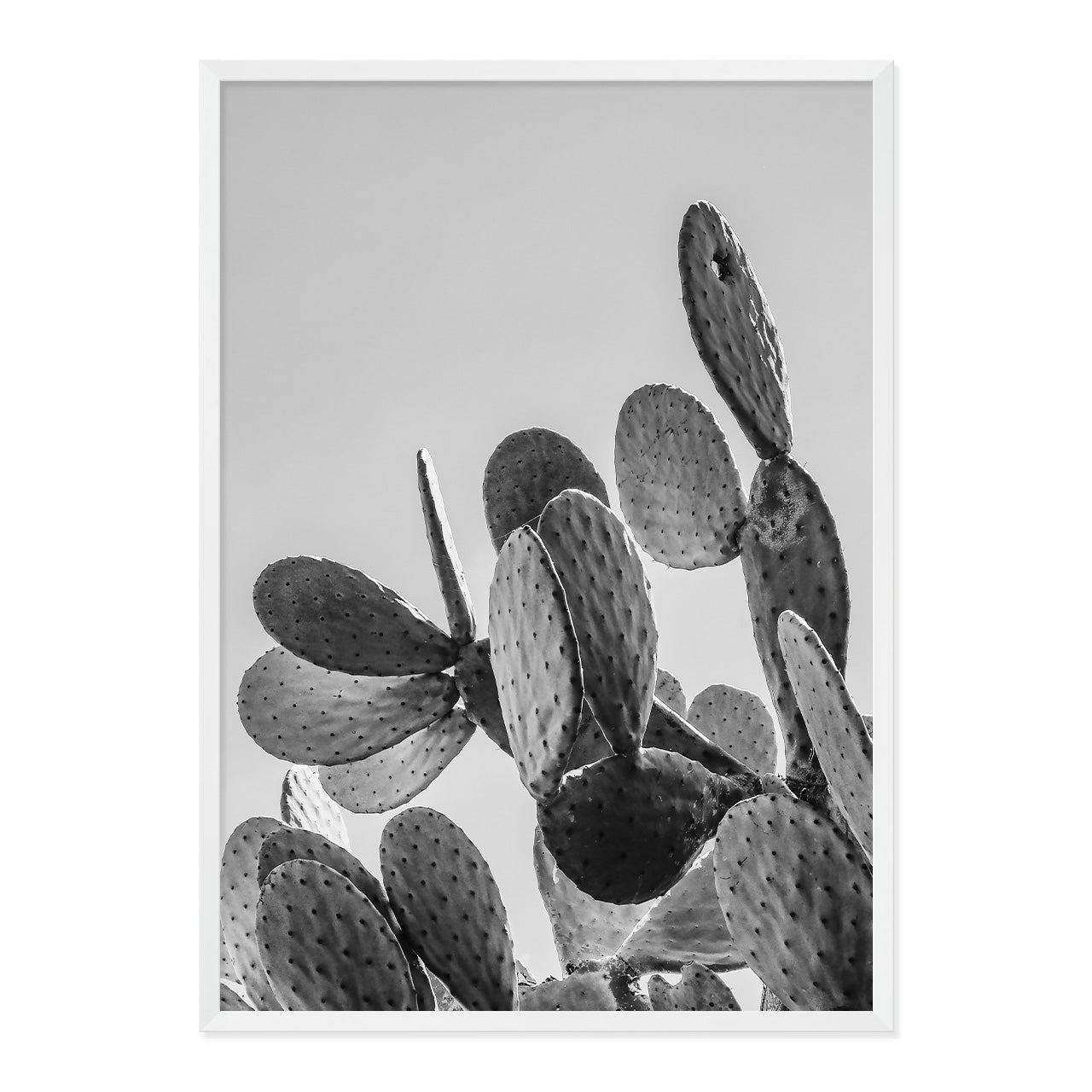 Black & White Cactus Photo Print A1 White Frame