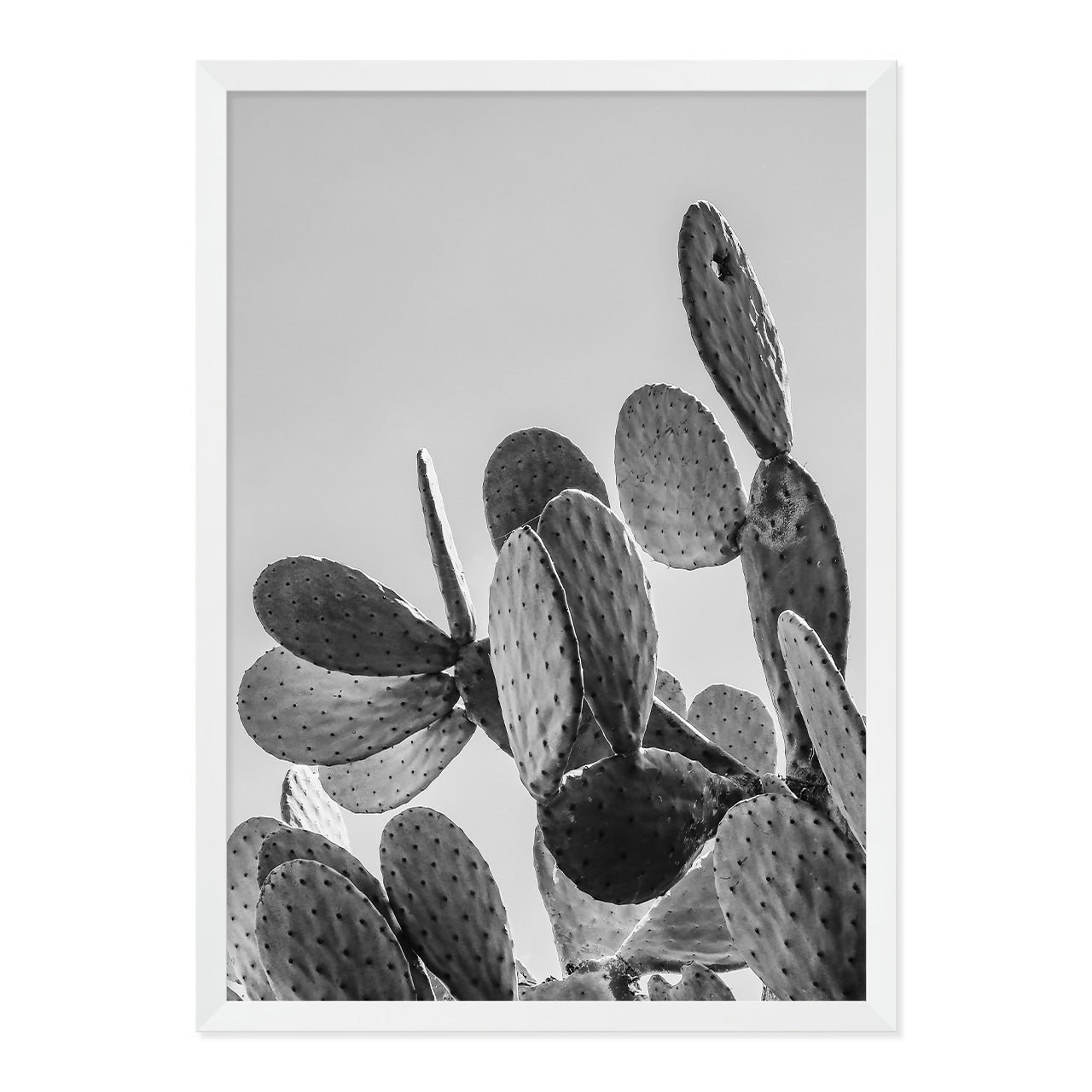 Black & White Cactus Photo Print A2 White Frame