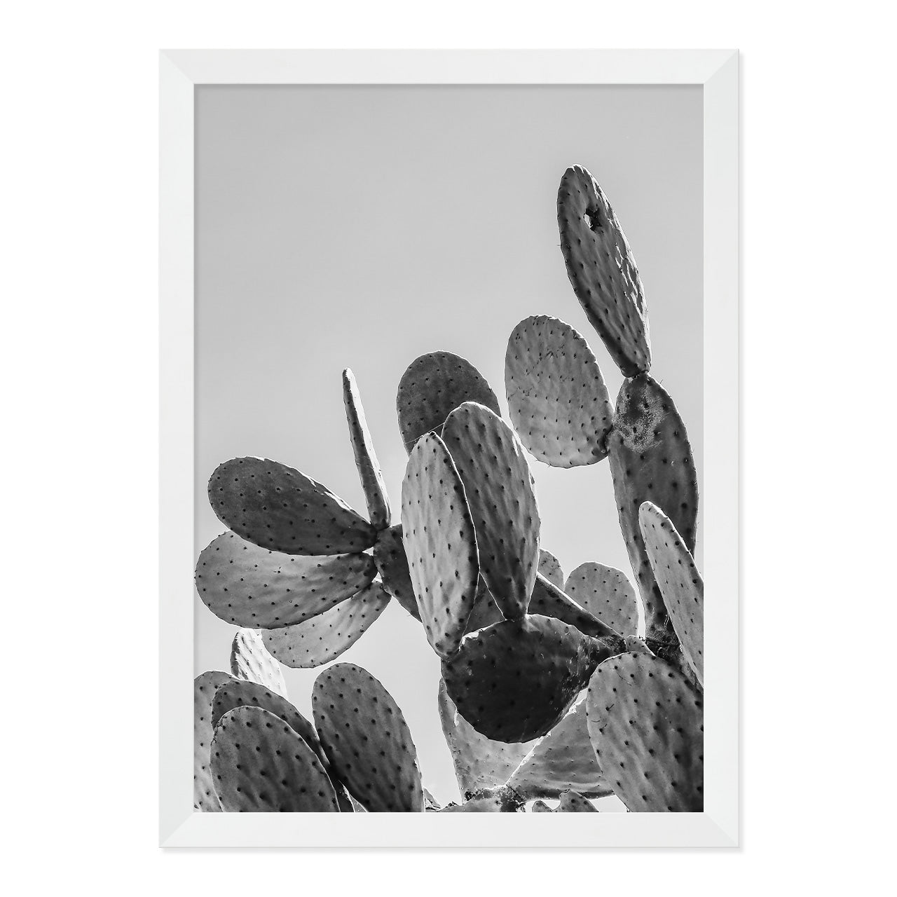 Black & White Cactus Photo Print A3 White Frame