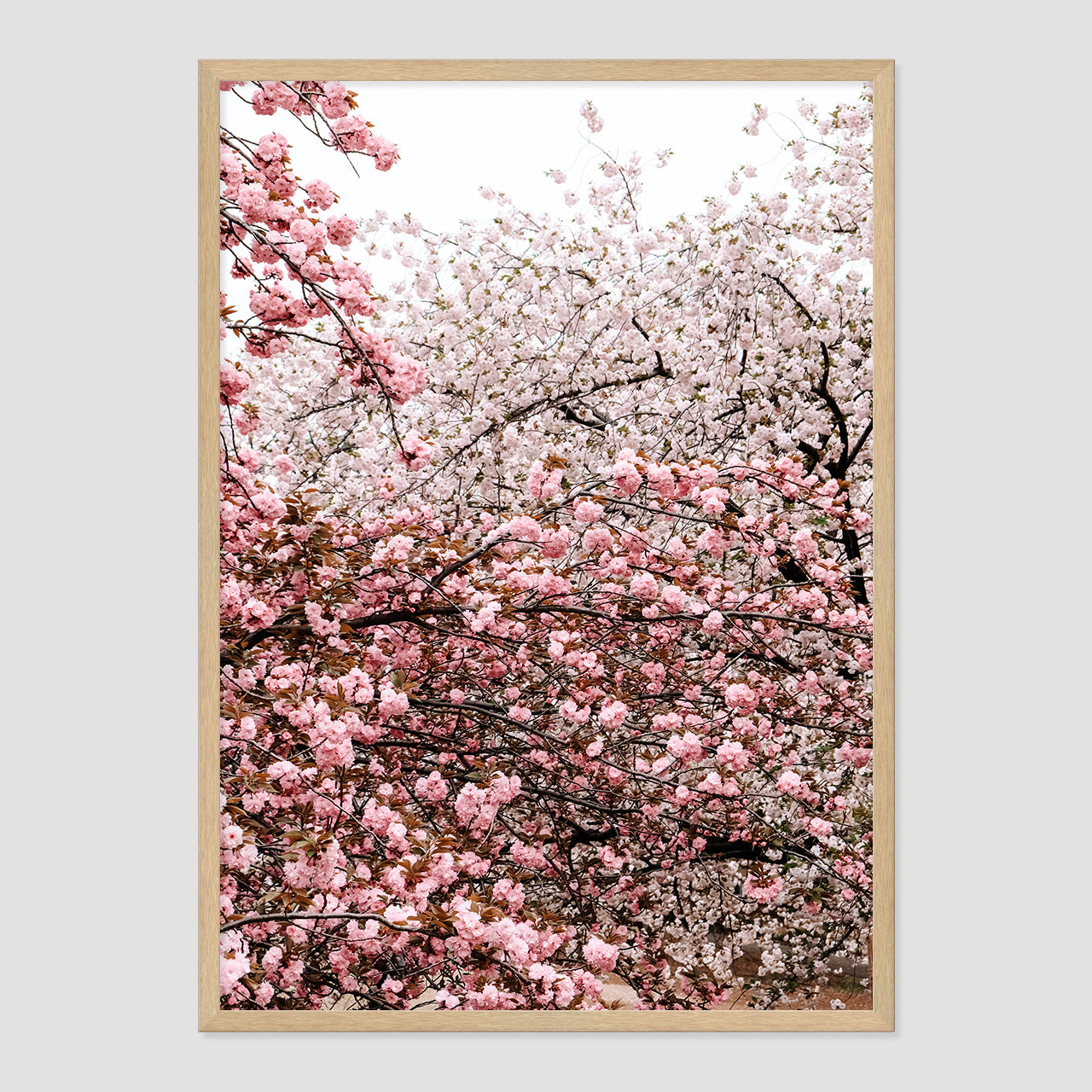 Cherry Blossoms Photo Print A1 Natural Timber Frame