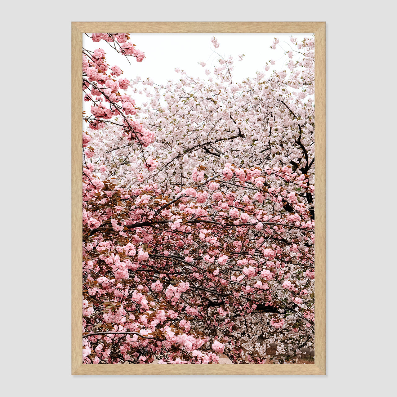 Cherry Blossoms Photo Print A2 Natural Timber Frame