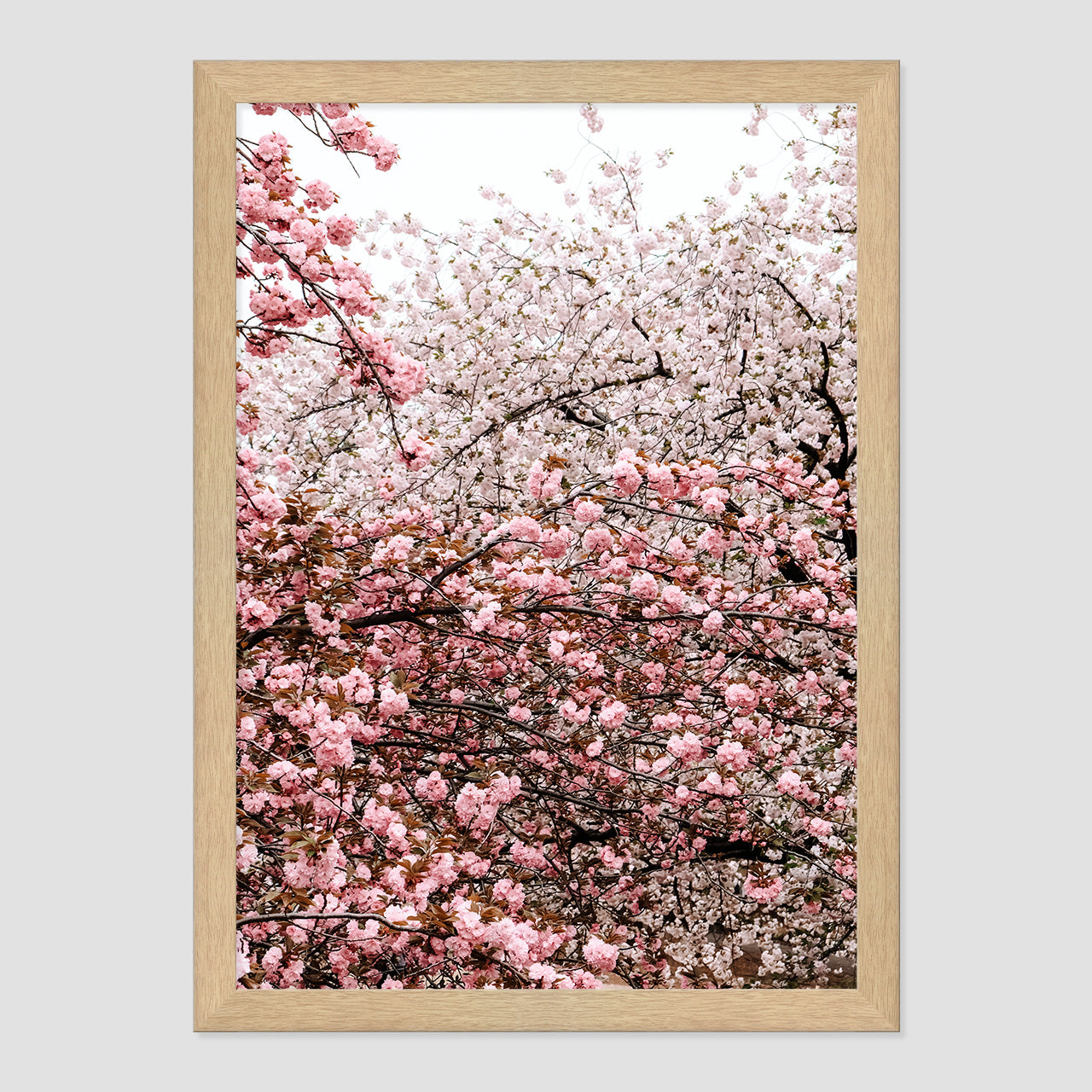 Cherry Blossoms Photo Print A3 Natural Timber Frame