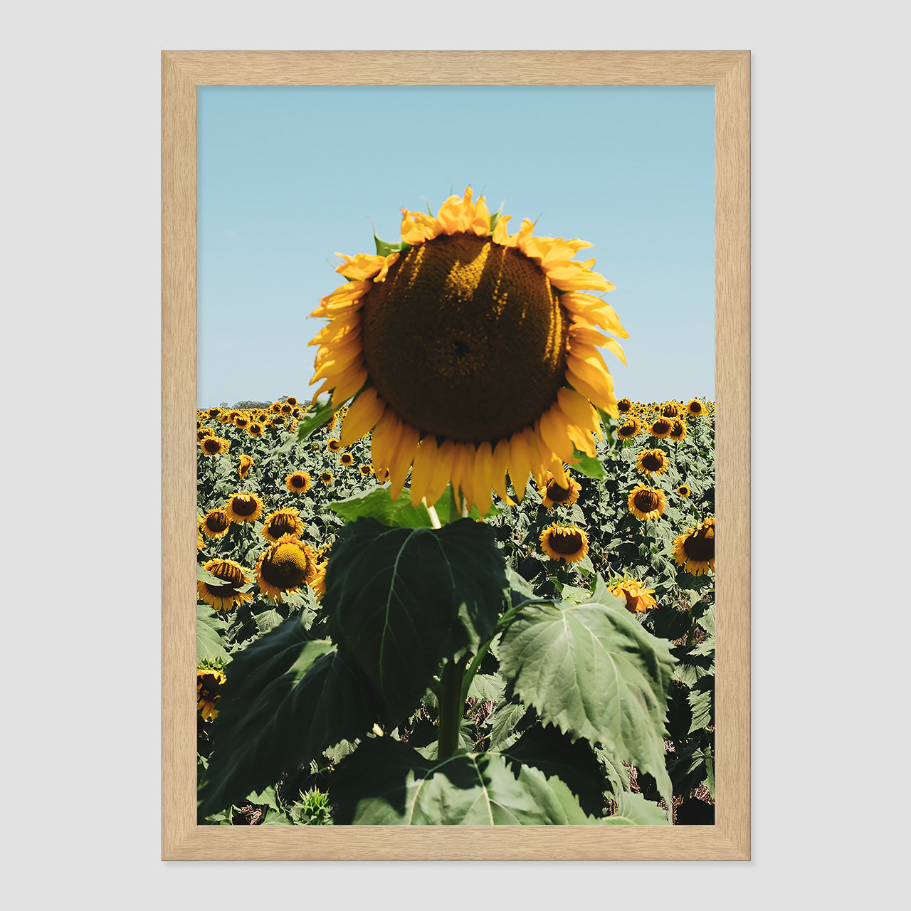 Sunflower Fields Photo Print A3 White Frame