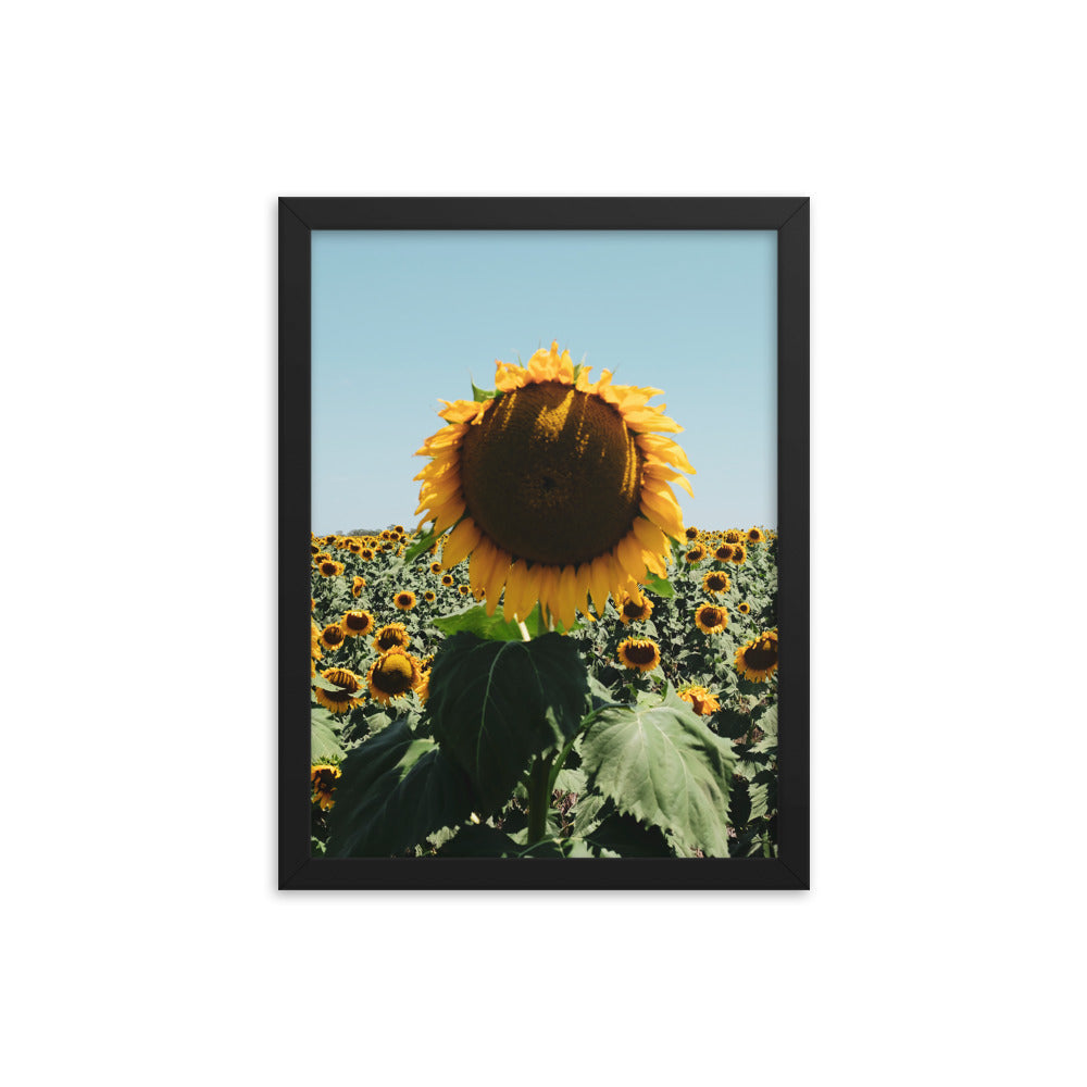 Sunflower Fields Photo Print A2 White Frame