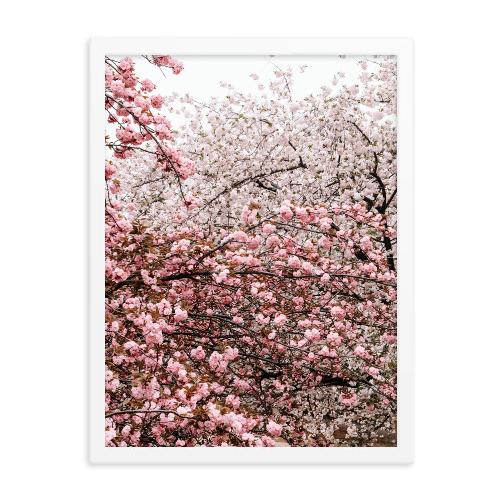 Cherry Blossoms Photo Print A2 White Frame