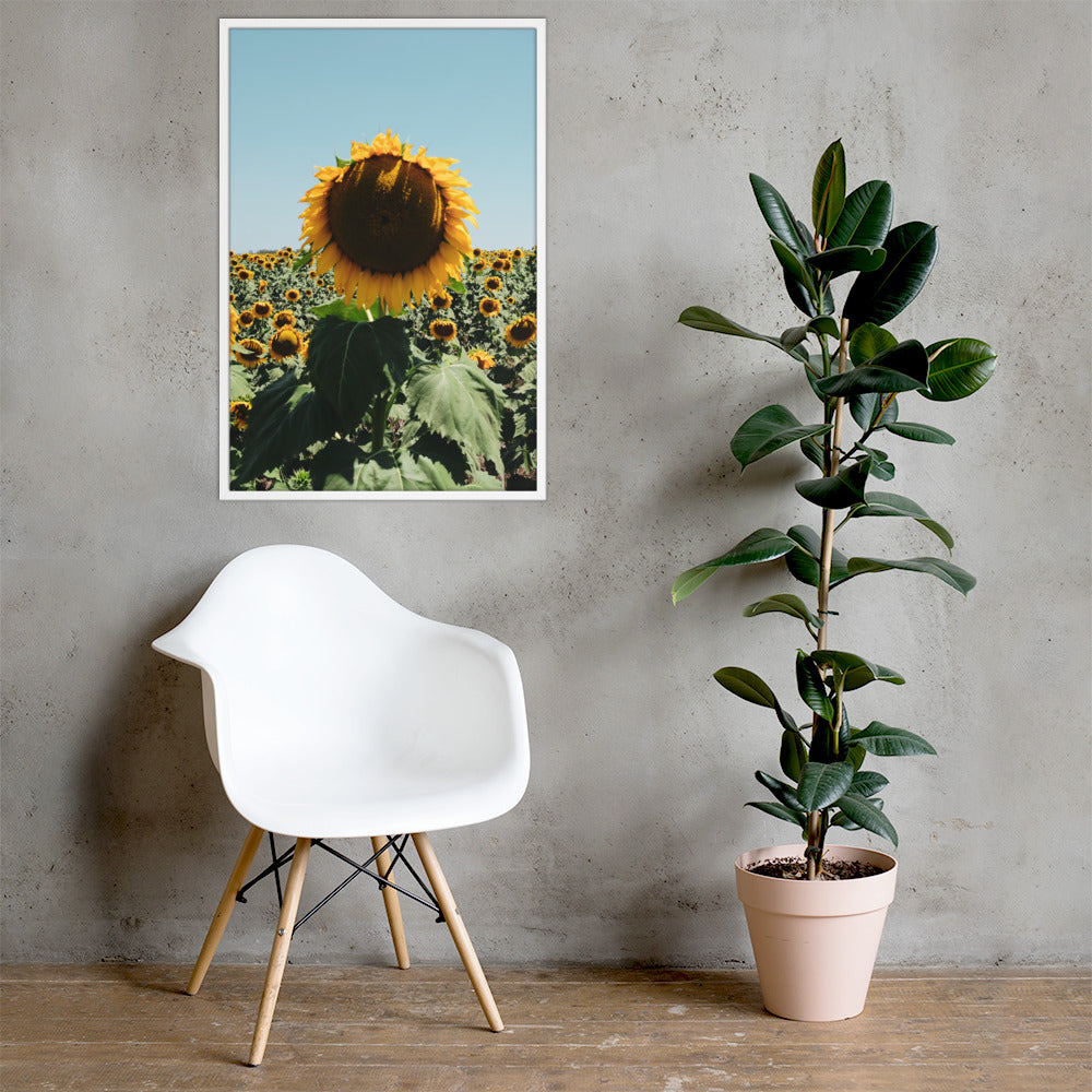 Sunflower Fields Photo Print A2 Black Frame
