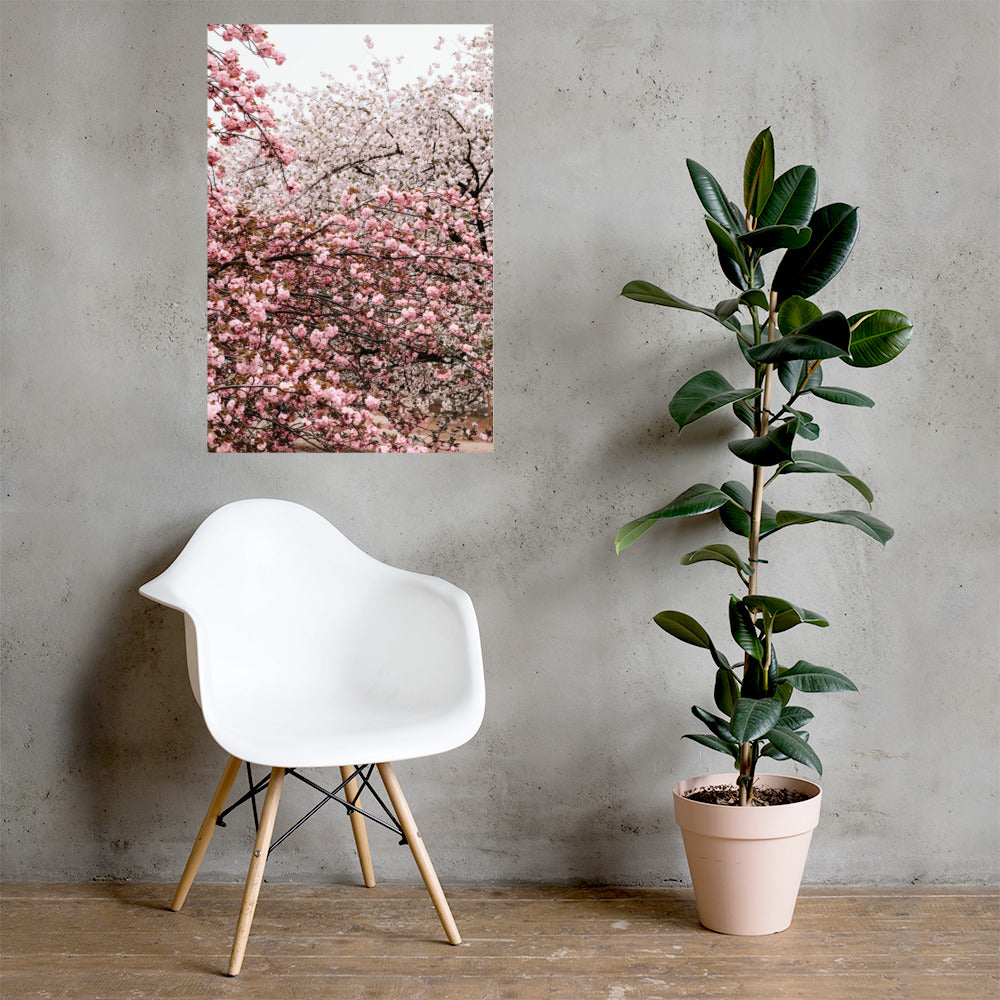 Cherry Blossoms Photo Print A1 Unframed with plant and chair