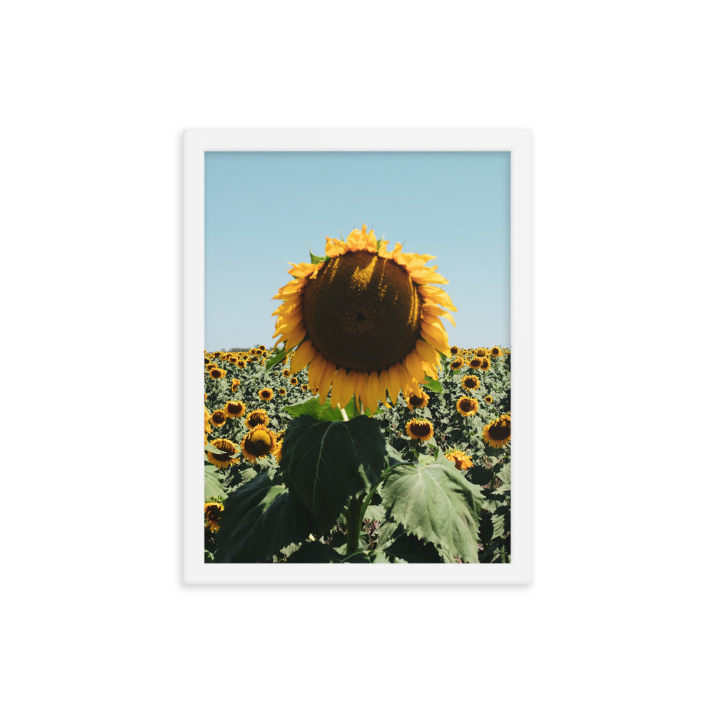 Sunflower Fields Photo Print A1 White Frame