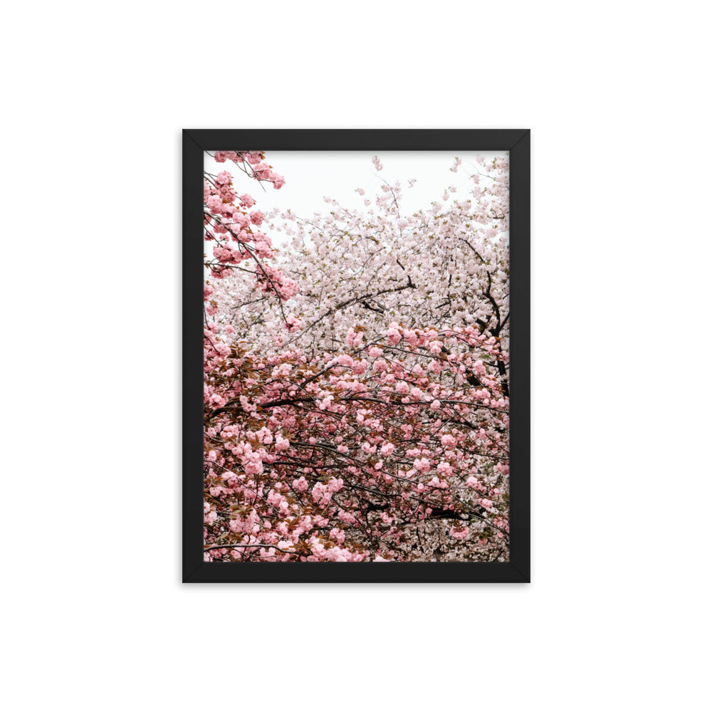 Cherry Blossoms Photo Print A3 Black Frame