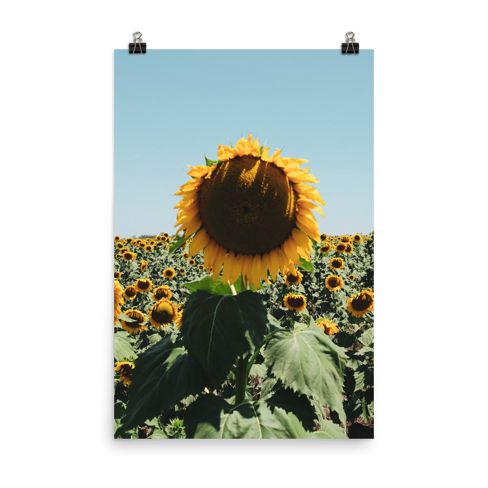 Sunflower Fields Photo Print A3 Black Frame