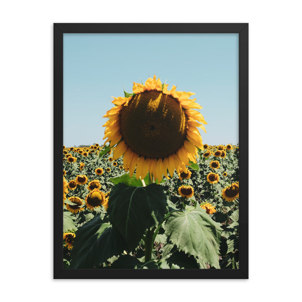 Sunflower Fields Photo Print A3 Natural Timber Frame
