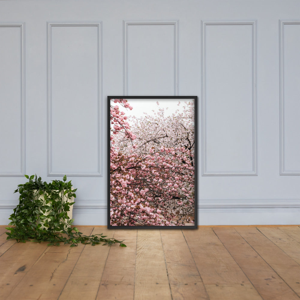 Cherry Blossoms Photo Print A1 Black Frame with plant