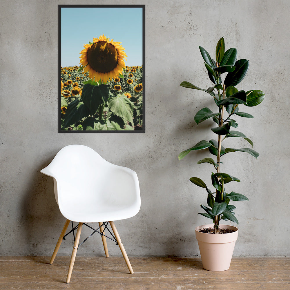 Sunflower Fields Photo Print A1 Natural Timber Frame