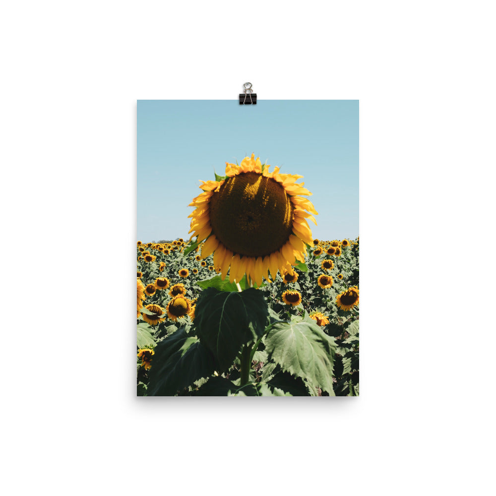 Sunflower Fields Photo Print