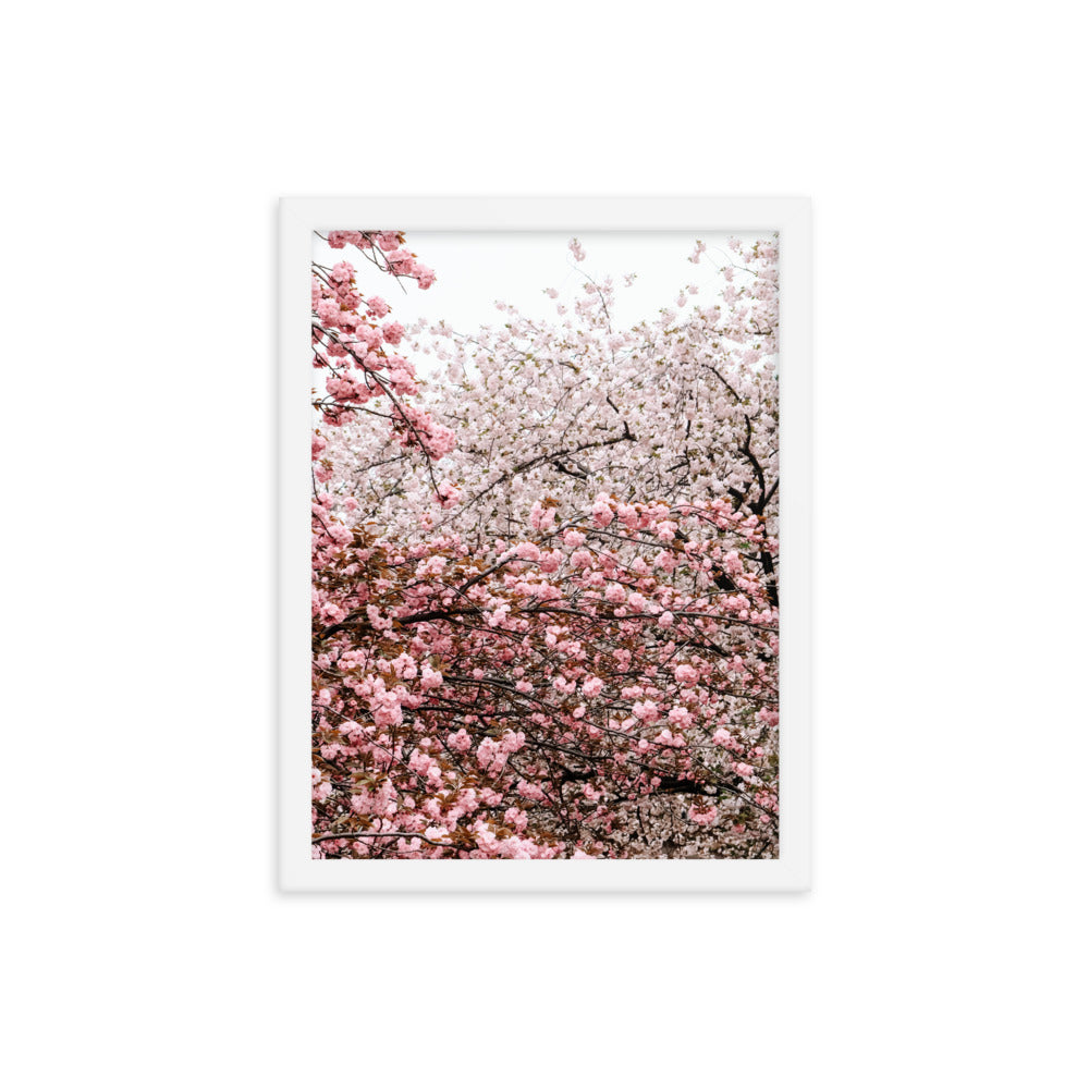 Cherry Blossoms Photo Print A3 White Frame